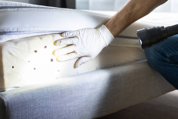 Best Emergency Pest Control  in St Louis, MI