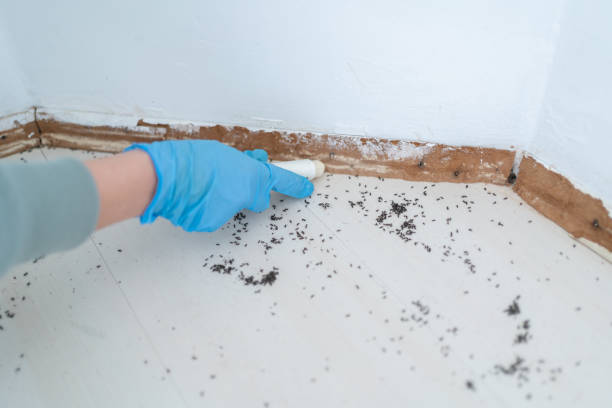 Best Termite Control Services  in St Louis, MI